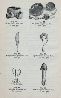 2100
<br/>
Handleiding tot de bepaling van de in Nederland groeiende hoogere zwammen
<br/>
<em></em>